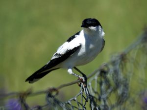 White-Winged Triller