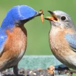 best bluebird feeder