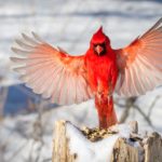 best bird feeder for cardinals