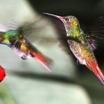 What-do-Hummingbirds-Eat
