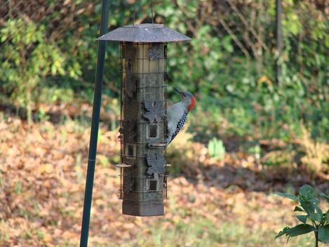 where to hang bird feeder