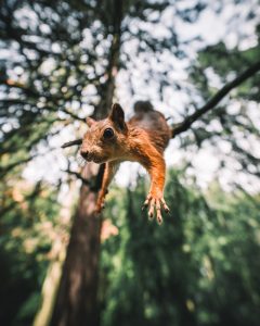 squirrel proof bird feeder