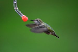 how to keep honey bees away from hummingbird feeders