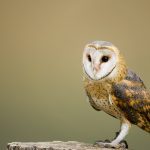 owls in georgia