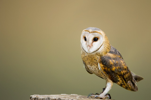 owls in georgia