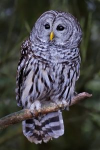 barred owl georgia