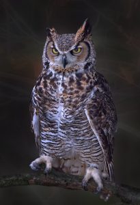georgia owls