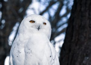 snowy owls in michigan