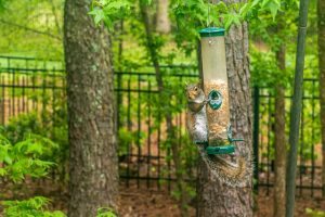  bird feeder squirrel proof,