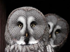 owls of michigan