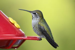 how to keep ants out of a hummingbird feeder