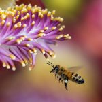 best flowers for bees
