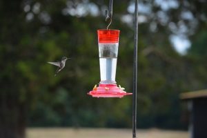 hummingbird feeder food