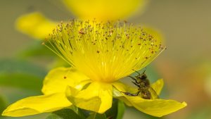 plants that attract bees