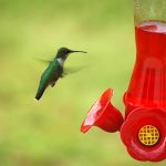 perky pet hummingbird feeder