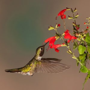 how to make hummingbird food