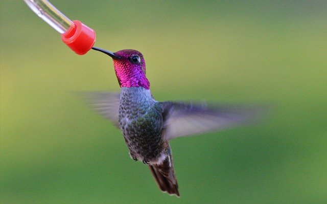 hummingbird food