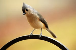 birds that eat safflower seeds