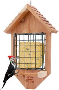 suet feeders for birds