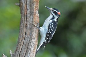 ohio woodpecker identification