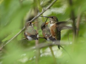 baby hummingbirds