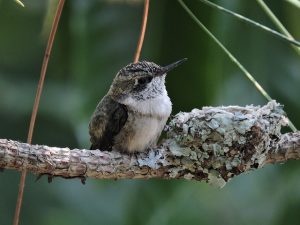 baby hummingbird
