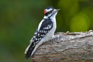 woodpeckers of ohio
