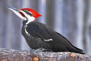 ohio woodpeckers