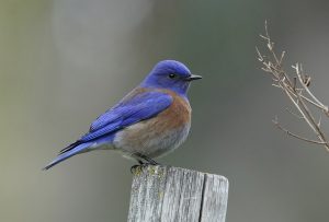 feeding bluebirds