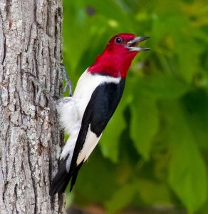 woodpecker ohio