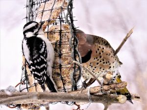 pileated woodpecker ohio