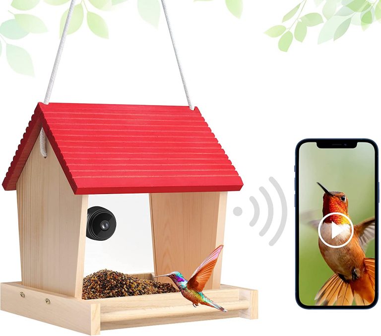 Bird Feeder Camera: Here Are The 6 Best Options In 2021