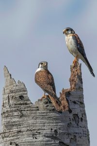 falcon species