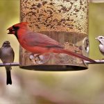types of bird feeders
