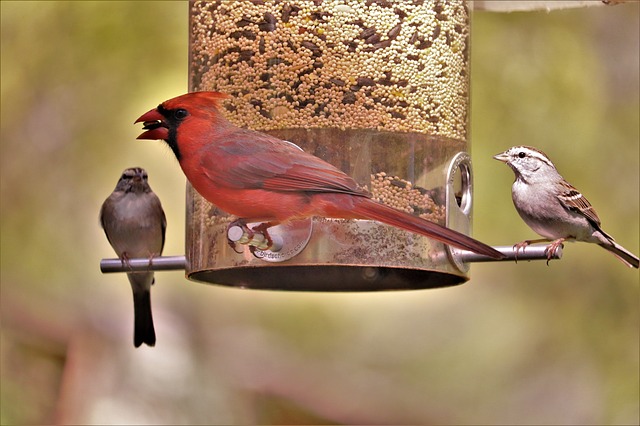 types of bird feeders