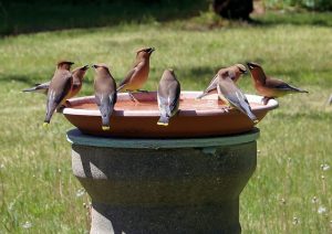 bowl for bird bath