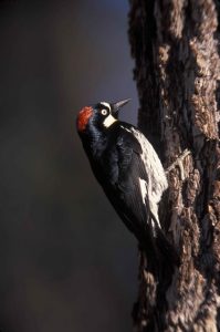 types of woodpeckers
