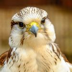 types of falcons