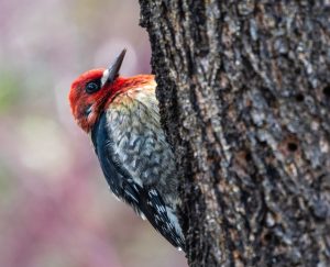 large woodpecker