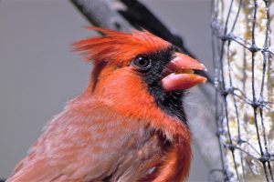 bird feeder camera