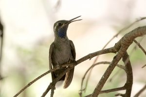 types of hummingbirds in texas
