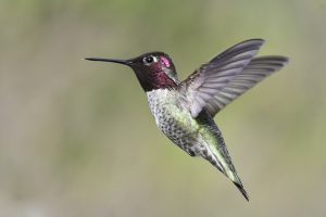 hummingbird species by state
