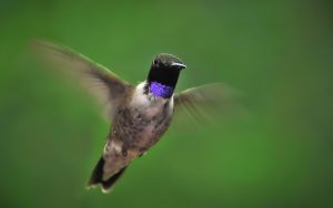where are hummingbirds found