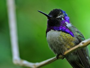hummingbird types
