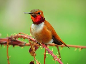 how many types of hummingbirds are there
