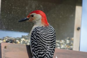 grey bird with red head