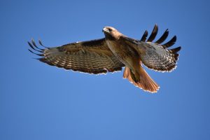  hawk vs falcon size