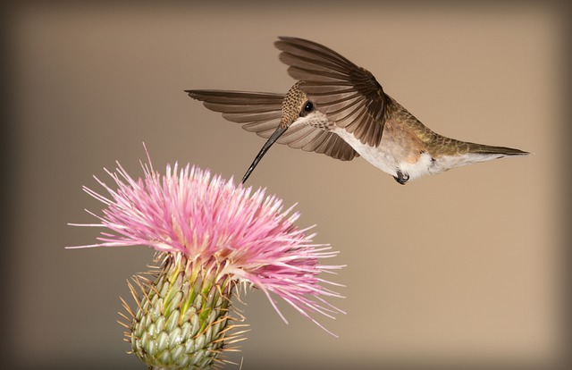 hummingbird gifts