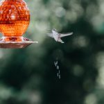 bird water feeder