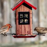 wooden bird feeders